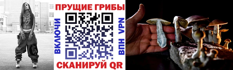 Псилоцибиновые грибы Psilocybine cubensis  закладки  Малгобек 