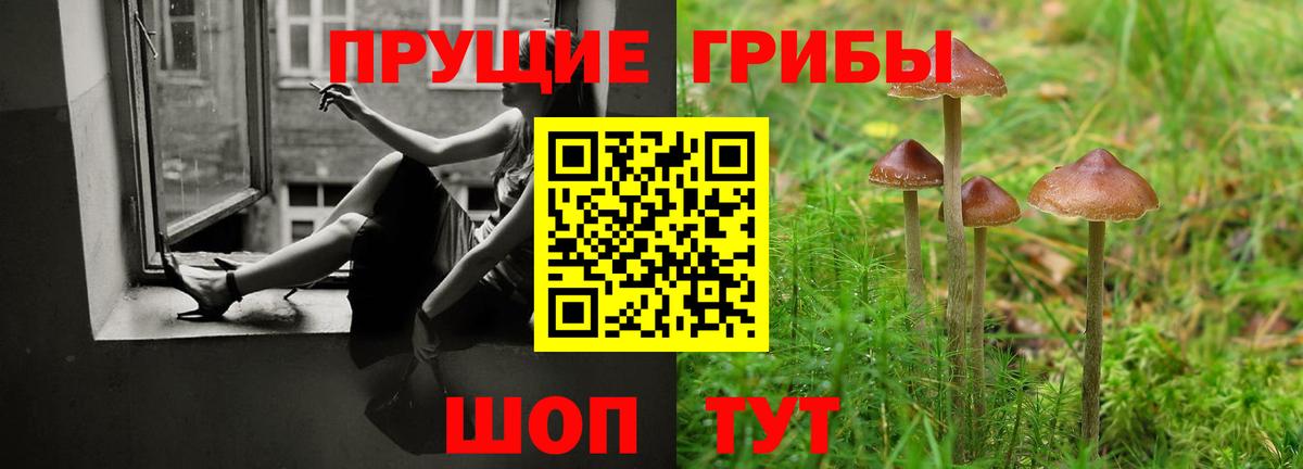 Галлюциногенные грибы Psilocybe Малгобек